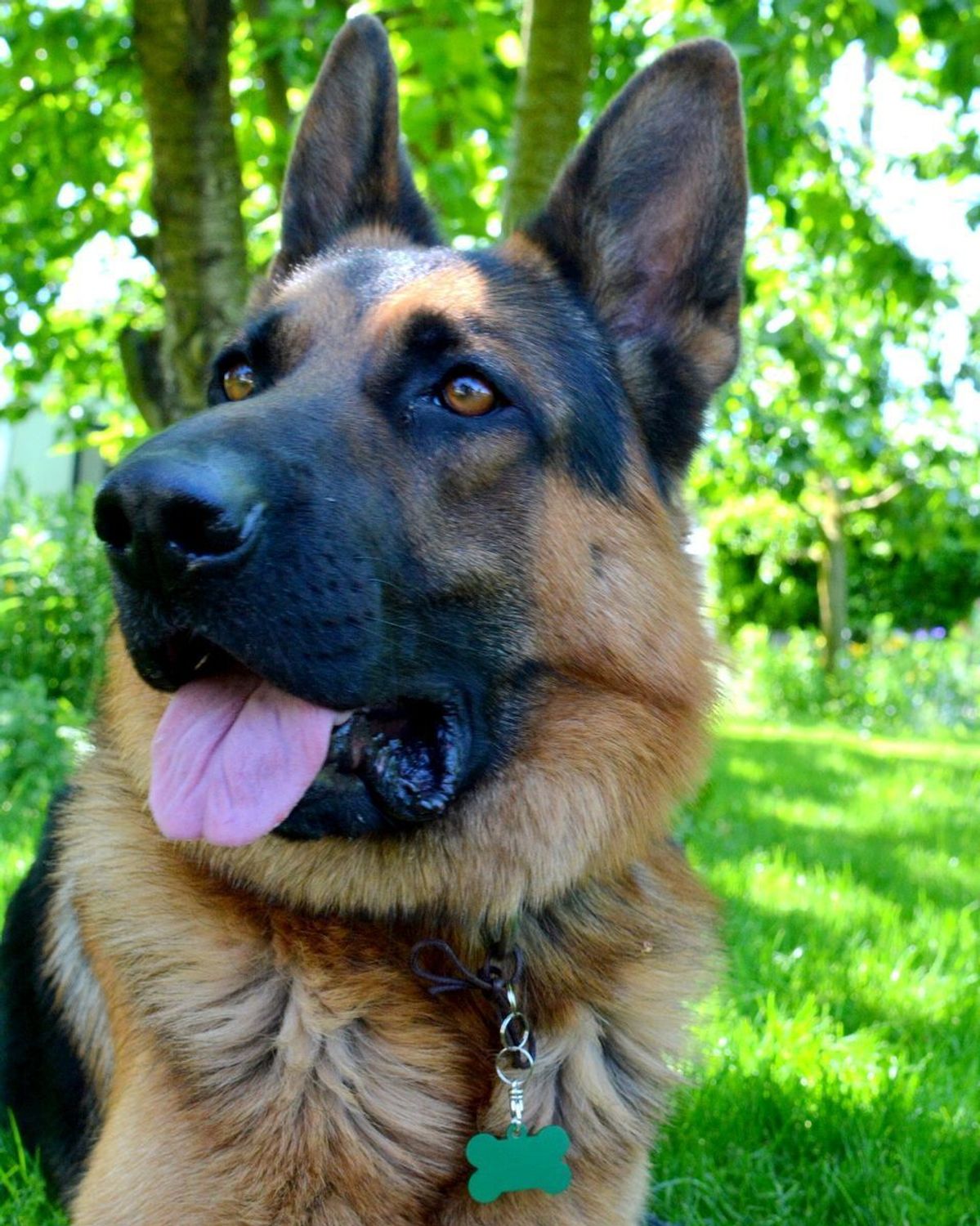 Blaszka dla pupila kość 3,7 cm z miejscem na grawer Kość green L. Blaszka w formie adresówki, identyfikatora dla psa. Blaszka z miejscem na grawer. Na adresówce możemy wygrawerować np. imię psa i nr telefonu do właściciela..jpg